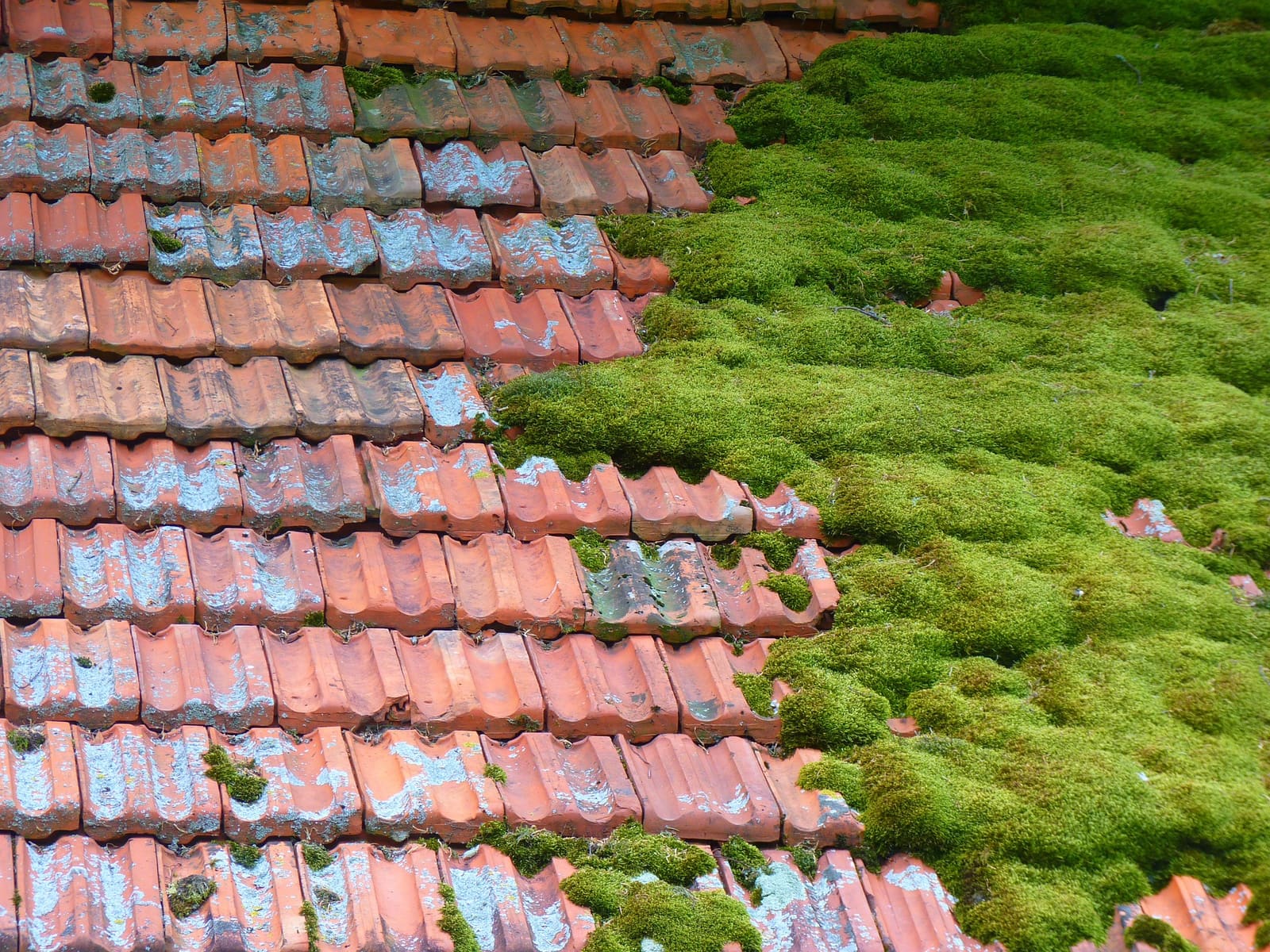 Moss Removal